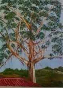 "Gumtree Behind Sheep Shed"