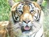 "Tiger"
