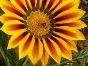 "Gazania and Bee"