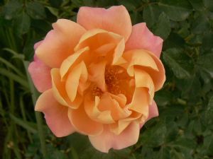 "Peach Pink Rose"
