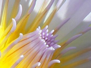 "Water Lily"