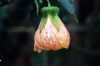 "Hibiscus with droplets"