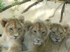 "Lion Cubs"