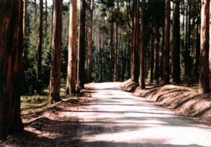 "Forest"