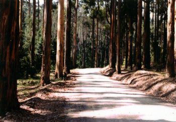 "Forest"