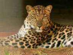 "Leopard"