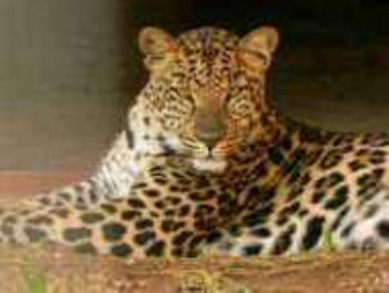 "Leopard"