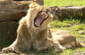 "Lion"