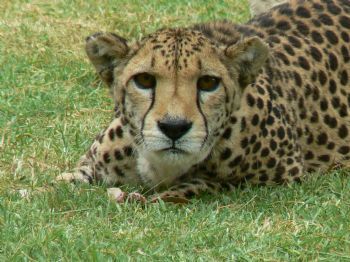 "Cheetah"