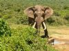 "Elephant and Warthog"