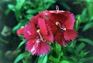"Flower"