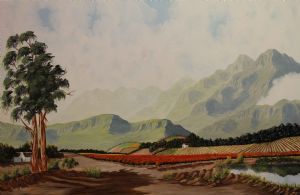 "Stellenbosch Vines"