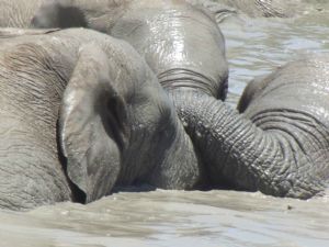 "Elephants"