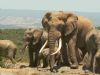 "Elephants"