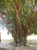 "Big Tree"