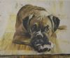 "Little Boxer"