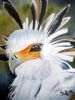 "Secretary Bird"