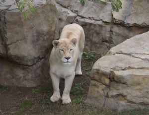 "Female Lion 1"