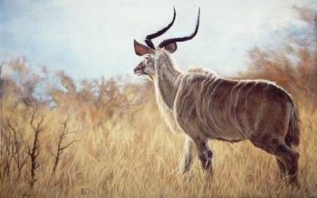 "Proud Kudu"