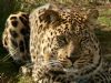 "Leopard"