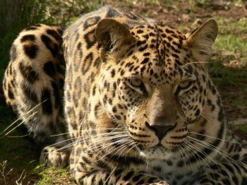 "Leopard"