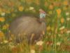 "Guineafowl Surrounded by Colourful Daisies"