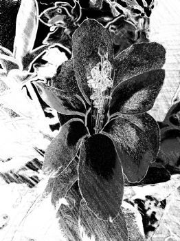 "Christmas Cactus Flower Neg BW Digital Print"