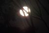 "Blue Moon 1"