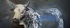 "Nguni Bull"