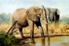 "Addo Elephants"