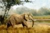 "Addo Elephant"