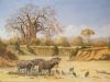 "Buffalo at Mana Pools Zimbabwe"