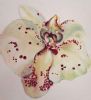 "Orchid No. 1"
