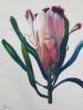 "Protea Glow 1"