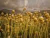 "Sewejaartjie/ Paper Flowers on Table Mountain"