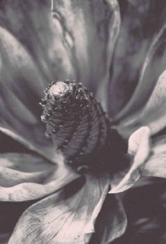 "Essence"
