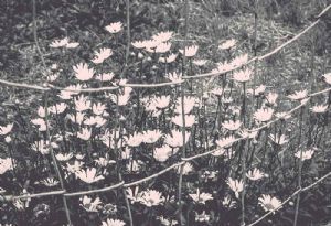 "Shooting Daisies"