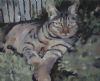 "Cat Siesta"