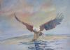 "Fish Eagle"