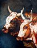 "Nguni Herd"