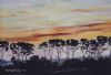 "Bluegum silhouette"