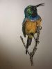 "Orange-Breasted Sunbird"