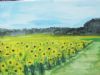 "Sunflower Field"