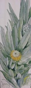 "Silverleaf Protea"