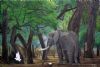 "Giants of Mana Pools"