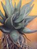 "Aloe on Yellow"