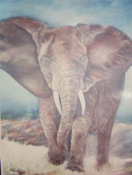 "Elephant 3"