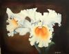 "Cattlya Orchid"
