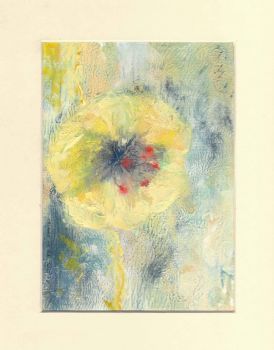 "Namaqualand Wild Flowers 03"