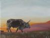 "Nguni Sunset"